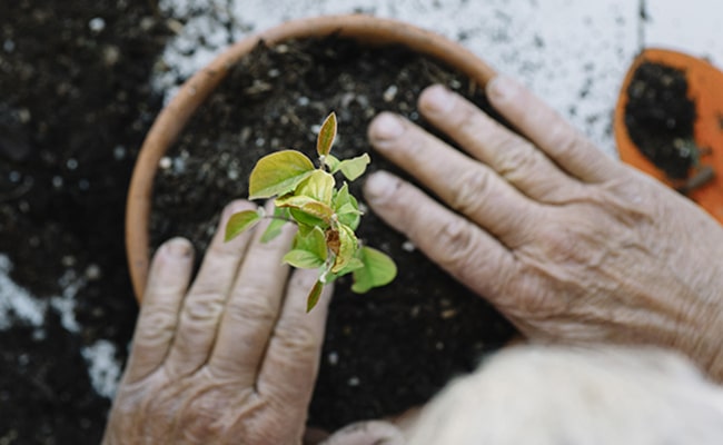 A pair of hands patting down the dirt in a plant pot